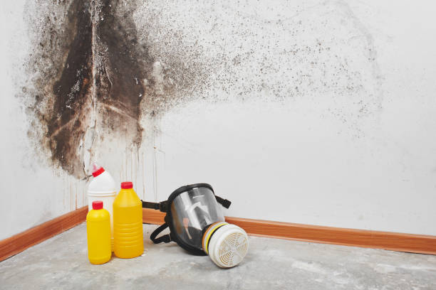 Best Affordable Mold Removal  in Minneapolis, KS