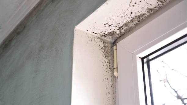 Professional Mold Removal in Minneapolis, KS