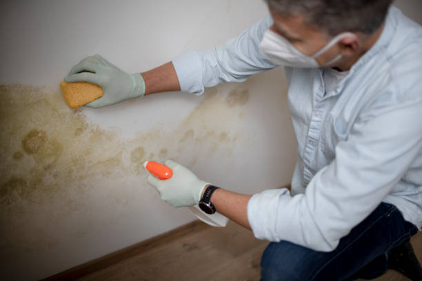 Best Certified Mold Removal  in Minneapolis, KS