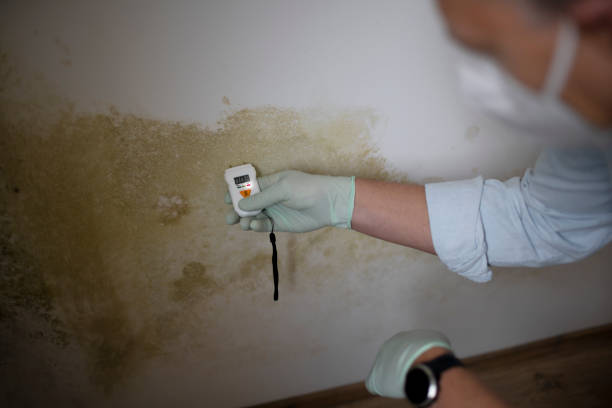 Best Black Mold Removal  in Minneapolis, KS