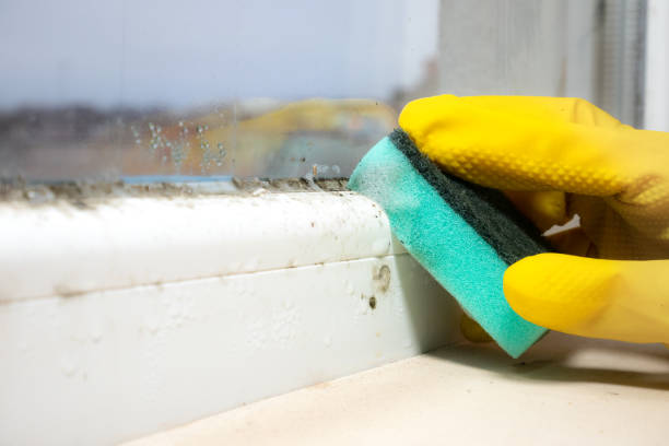 Office Mold Removal Services in Minneapolis, KS