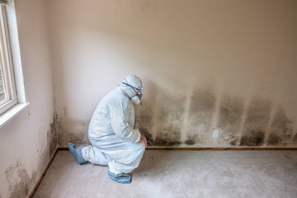 Best Black Mold Removal  in Minneapolis, KS