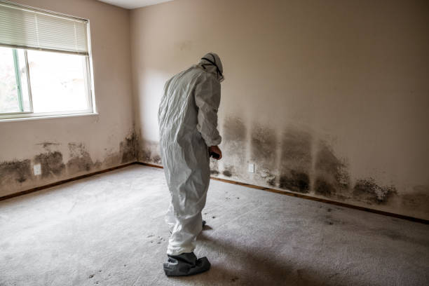 Best Mold Removal Company Near Me  in Minneapolis, KS