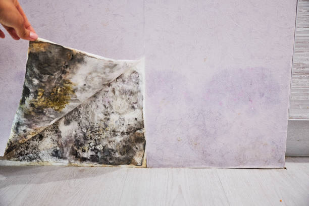 Best Crawl Space Mold Removal  in Minneapolis, KS